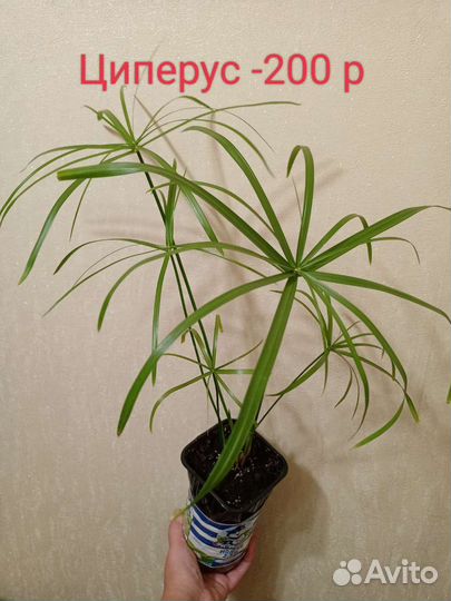 Комнатные цветы