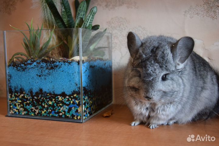 Шиншилла