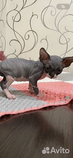 Канадский сфинкс