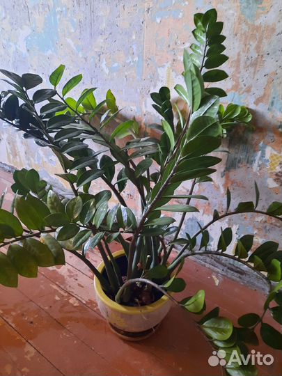 Замиокулькас