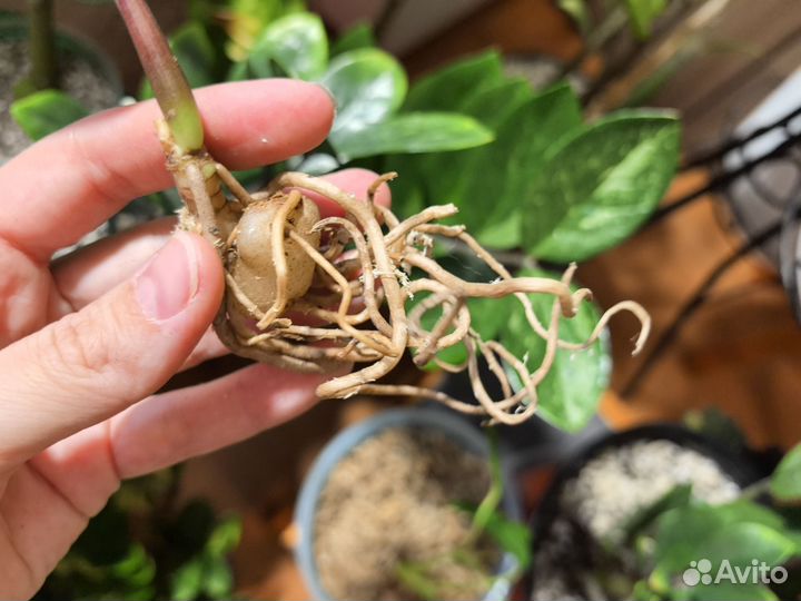 Замиокулькас вариегатный Big round leaf Black var