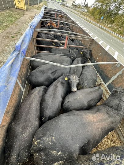 Быки абердин ангус