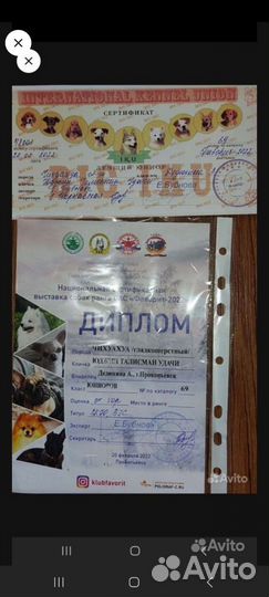 Щенки чихуахуа