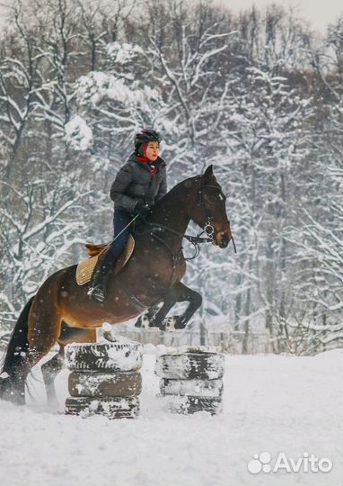 Верховая езда/аренда лошади