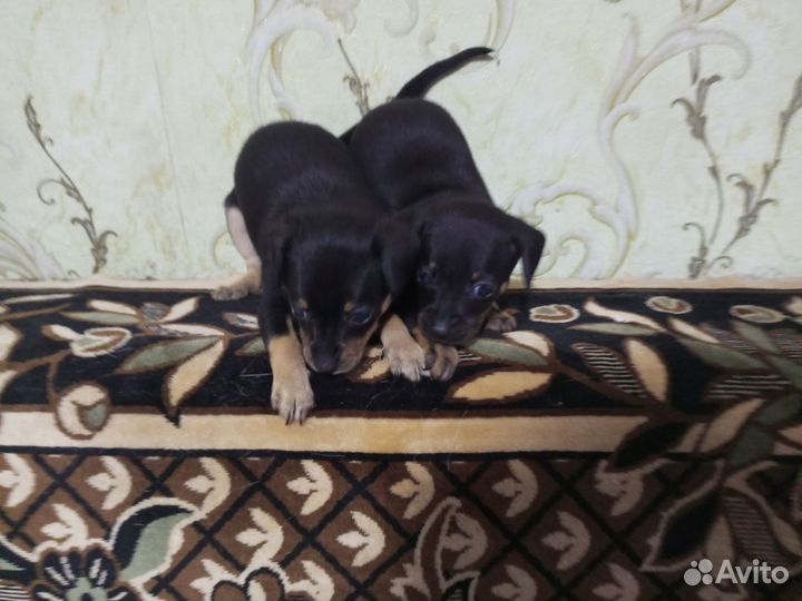 Мини той-терьер щенки