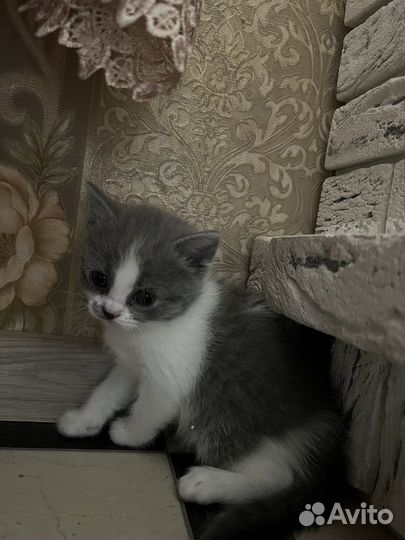 Котята в добрые руки бесплатно