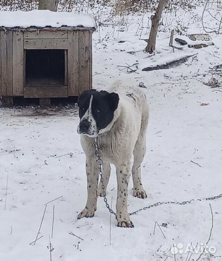 Среднеазиатская овчарка алабай