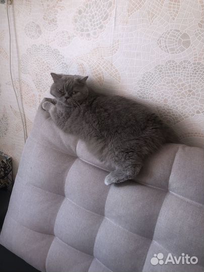 Отдам кошку в добрые руки