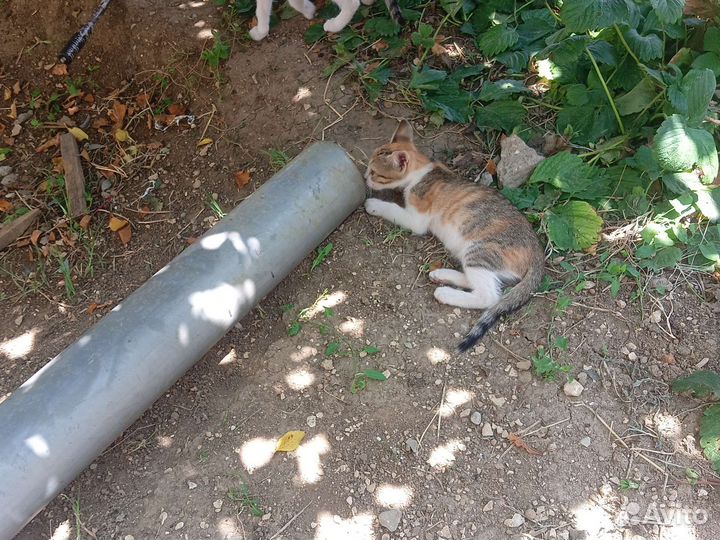 Отдам в добрые руки