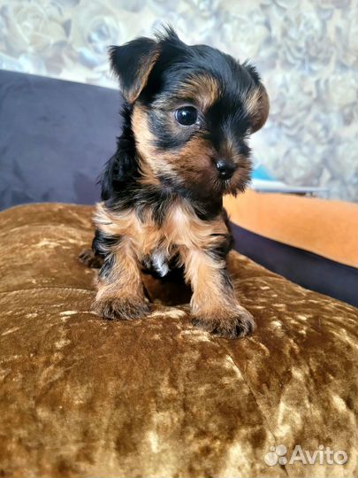 Вязка Йорик-мини