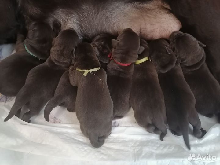 Щенки лабрадора шоколадные