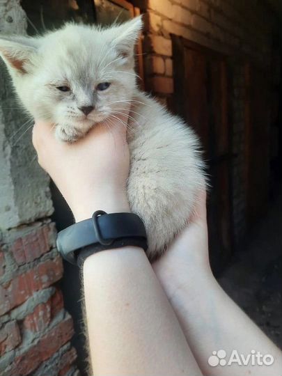 Очаровательный котята