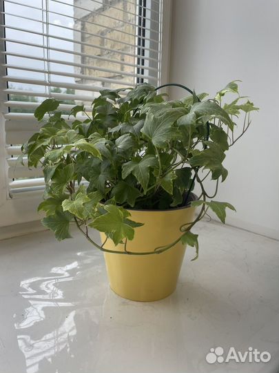 Плющ хедера