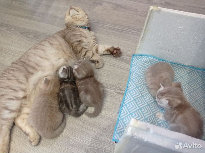 Шотландские котята
