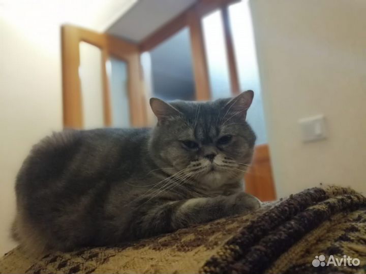 Кошки в добрые руки
