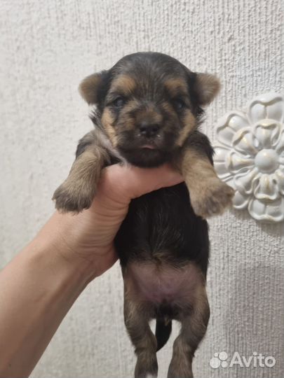 Продам щенков метисы