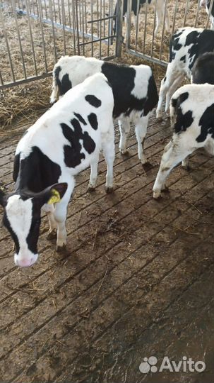 Телята мясной породы бычки
