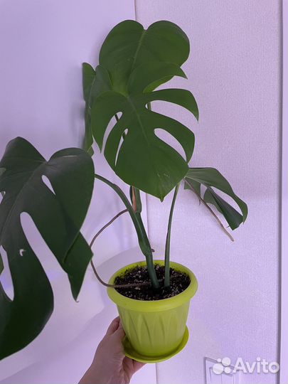 Монстера с горшком
