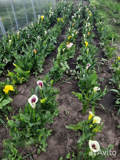 Каллы срезка,букеты