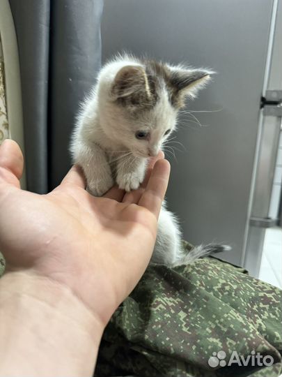 Вислоухие котята в добрые руки