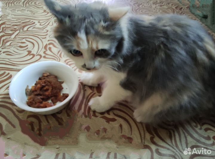 Кошка ищет дом