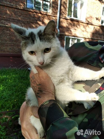 Отдам молодую кошку- 1 год