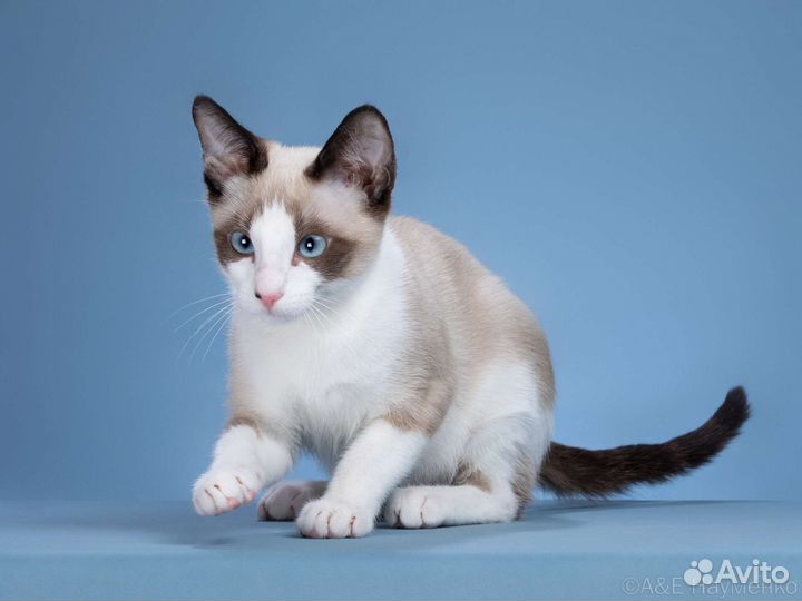 Котята породы сноу шу