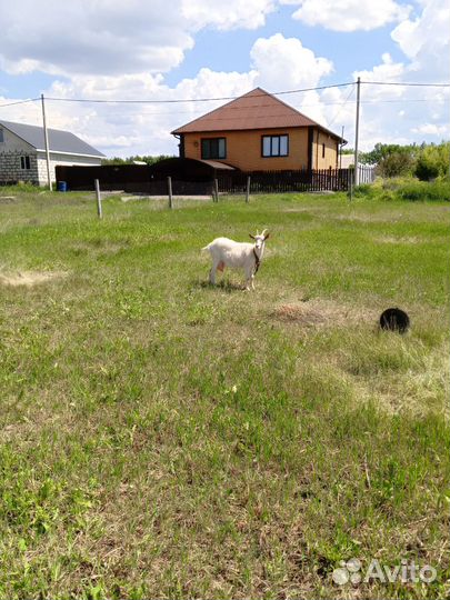 Коза дойная