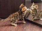 Бенгальские котята есть доставка объявление продам