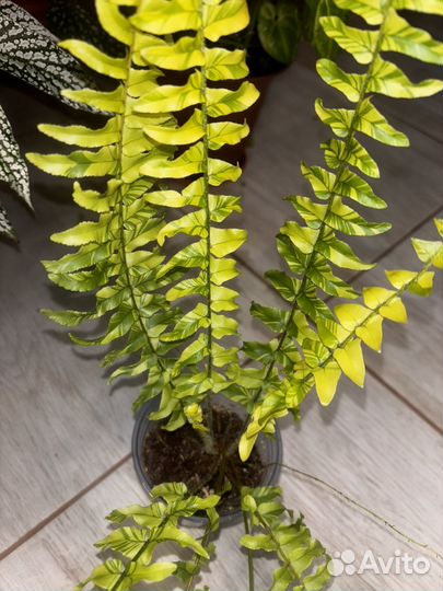 Папоротник нефролепис тигр вариегатный