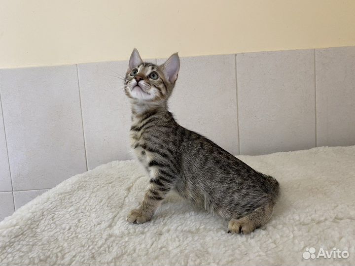 Пикси боб- саванна чудесные котята