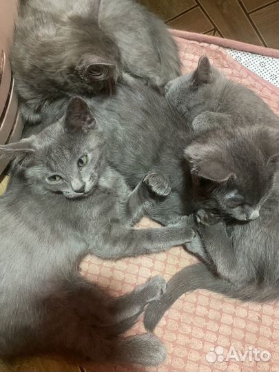 Котята серые метисы