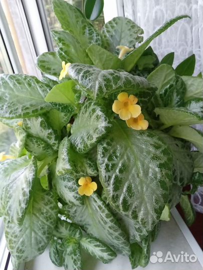 Эписция Моя Прелесть