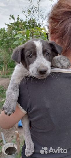 Очень красивый мальчишка в добрые руки