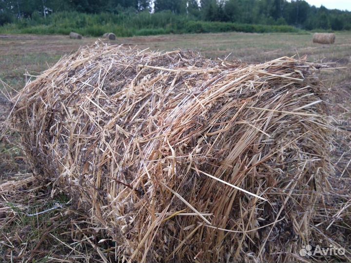 Сено в рулонах