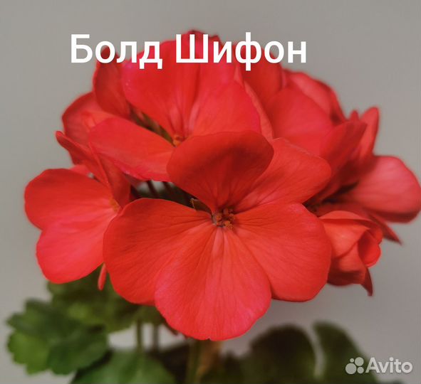 Пеларгония герань сортовая