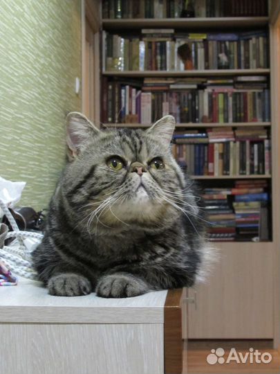 Вязка экзот