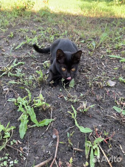 Котенок-мышелов в добрые руки