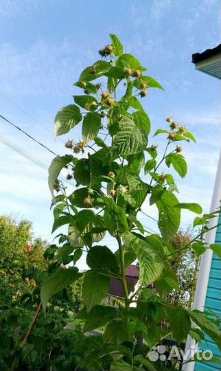 Саженцы сортовой малины