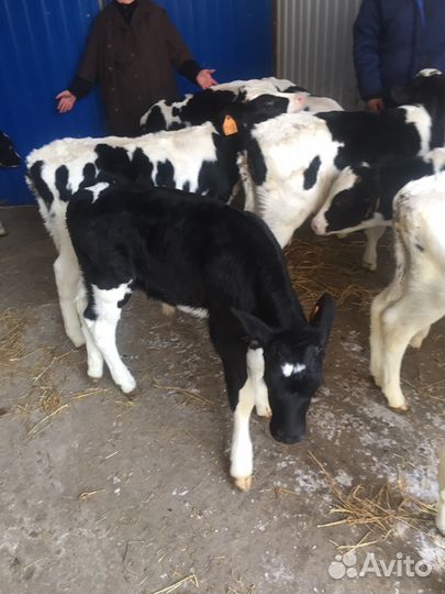 Бычки для выращивания