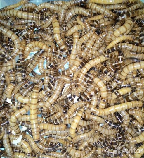 Кормовые насекомые