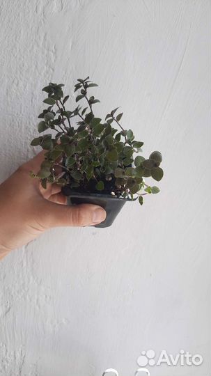 Коллизия ползучая