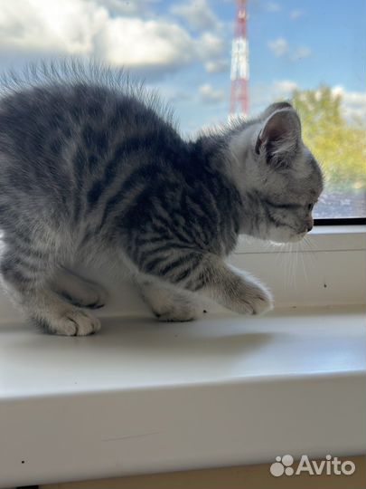 Британские котята