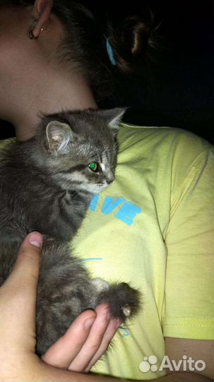 Кошка бесплатно