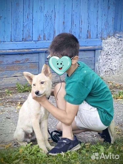 Щенок мальчик 3 месяца