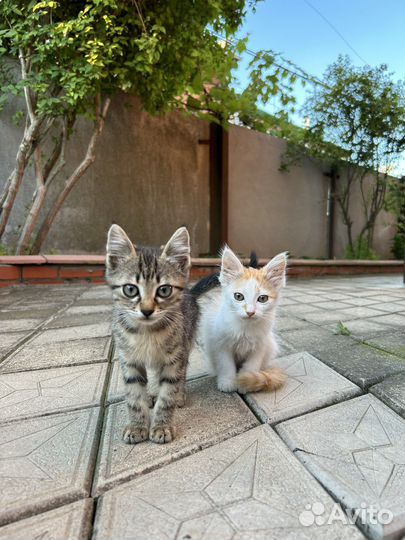 Котята ищут дом
