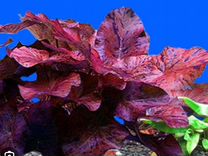 Набор красных аквариумных растений