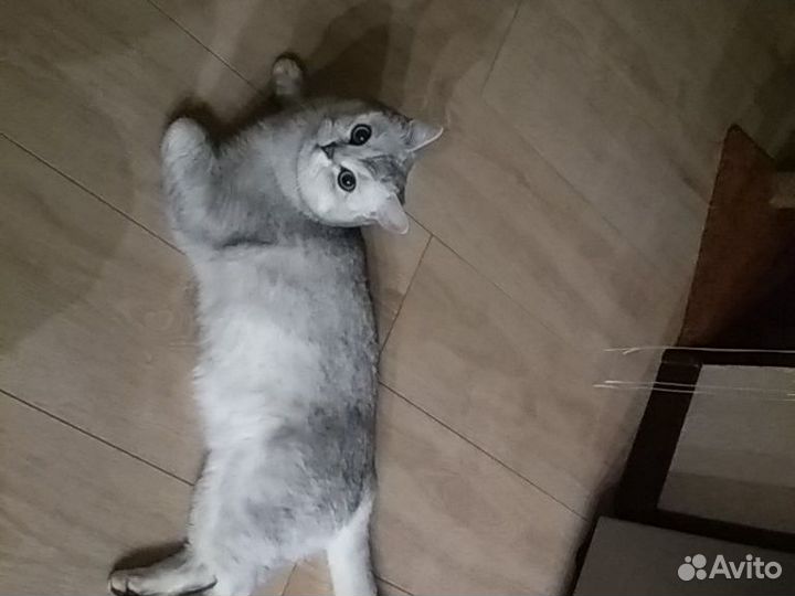 Британский кот, вязка опытным котом, найдет подход