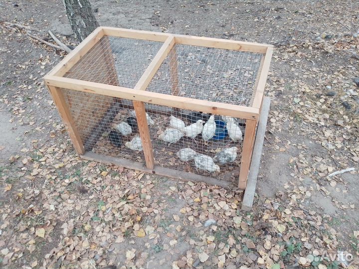 Цыплята подрощенные и молодые петушки