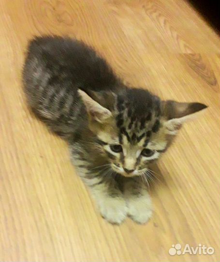 Милые котята